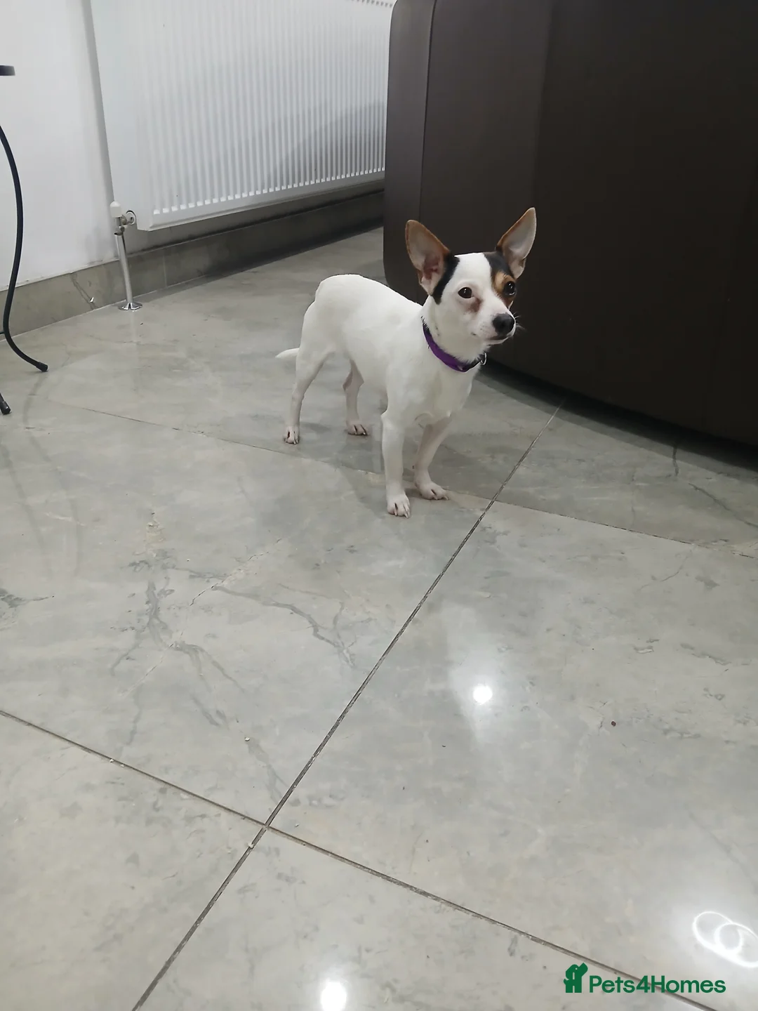 Chihuahua dogs for sale: Chihuahua short coat male Tiny needs new home - Advert 1
