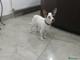 Chihuahua dogs Chihuahua short coat male Tiny needs new home - Advert 6