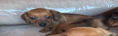 Miniature Dachshund 3