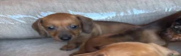 Miniature Dachshund dogs for sale: Miniature dachshunds - Advert 4
