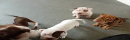 Mixed Breed dogs for sale: Beautiful Bull-Pei puppies  - Advert 8