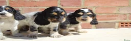 Cocker Spaniel dogs for sale: Quality Show type cocker spaniel puppies  - Advert 6