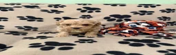Poochon dogs for sale: ***Beautiful Poochon puppies Boys and Girls*** - Advert 17