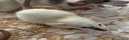 Rat rodents for sale: Baby dumbo rats for sale  - Advert 7