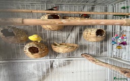 Canaries birds for sale: Bird Cage and Birds - Image 7