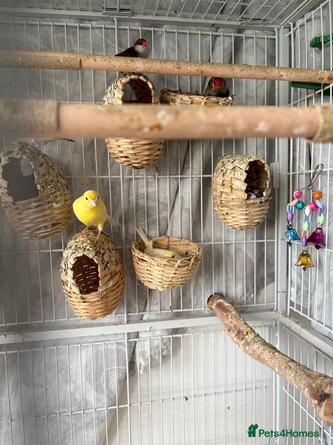 Canaries birds for sale: Bird Cage and Birds - Image 7