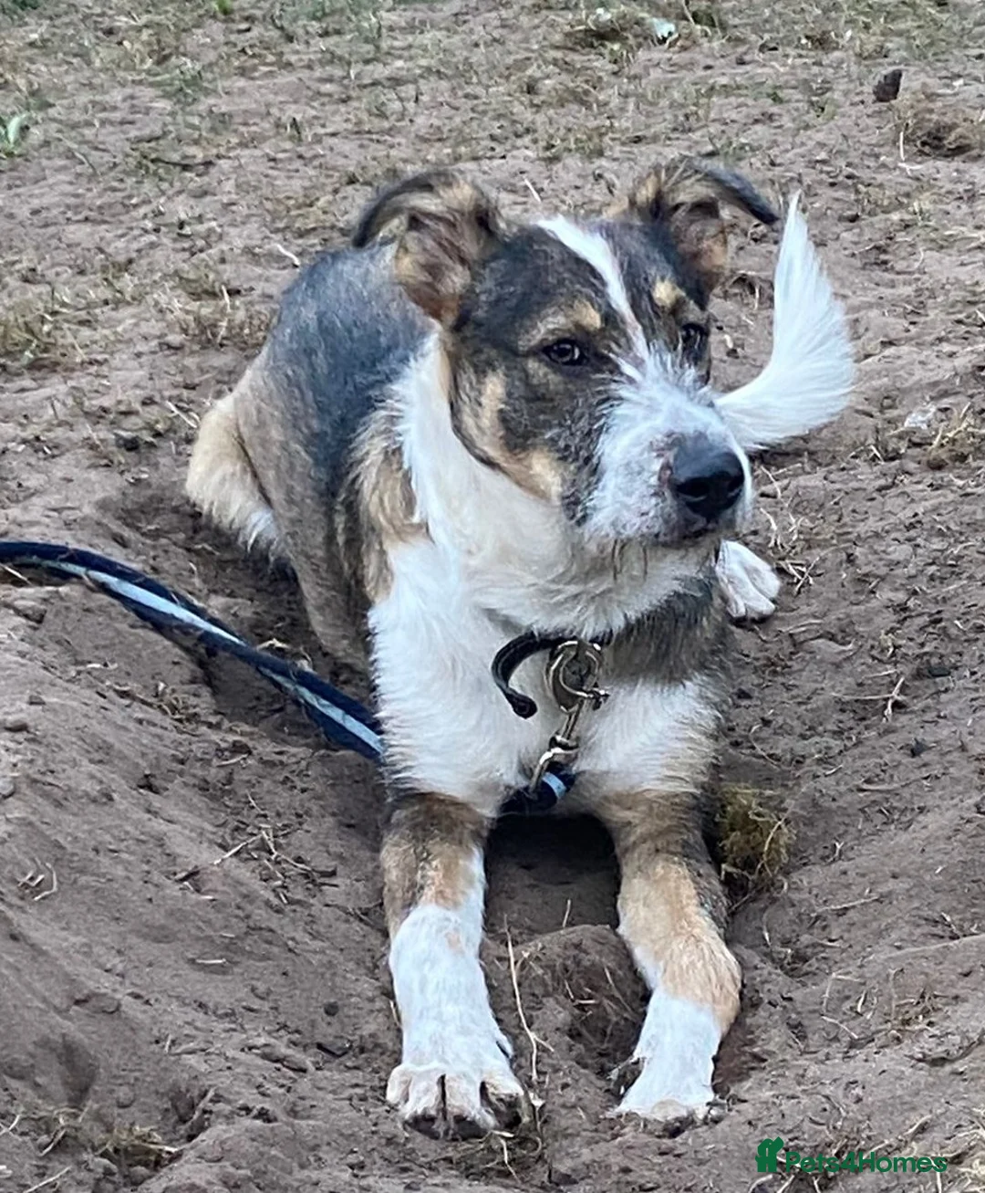 Mixed Breed dogs for adoption: 🐾💛Meet DIGBY - an Affectionate Big Softie! 💛🐾 - Advert 15