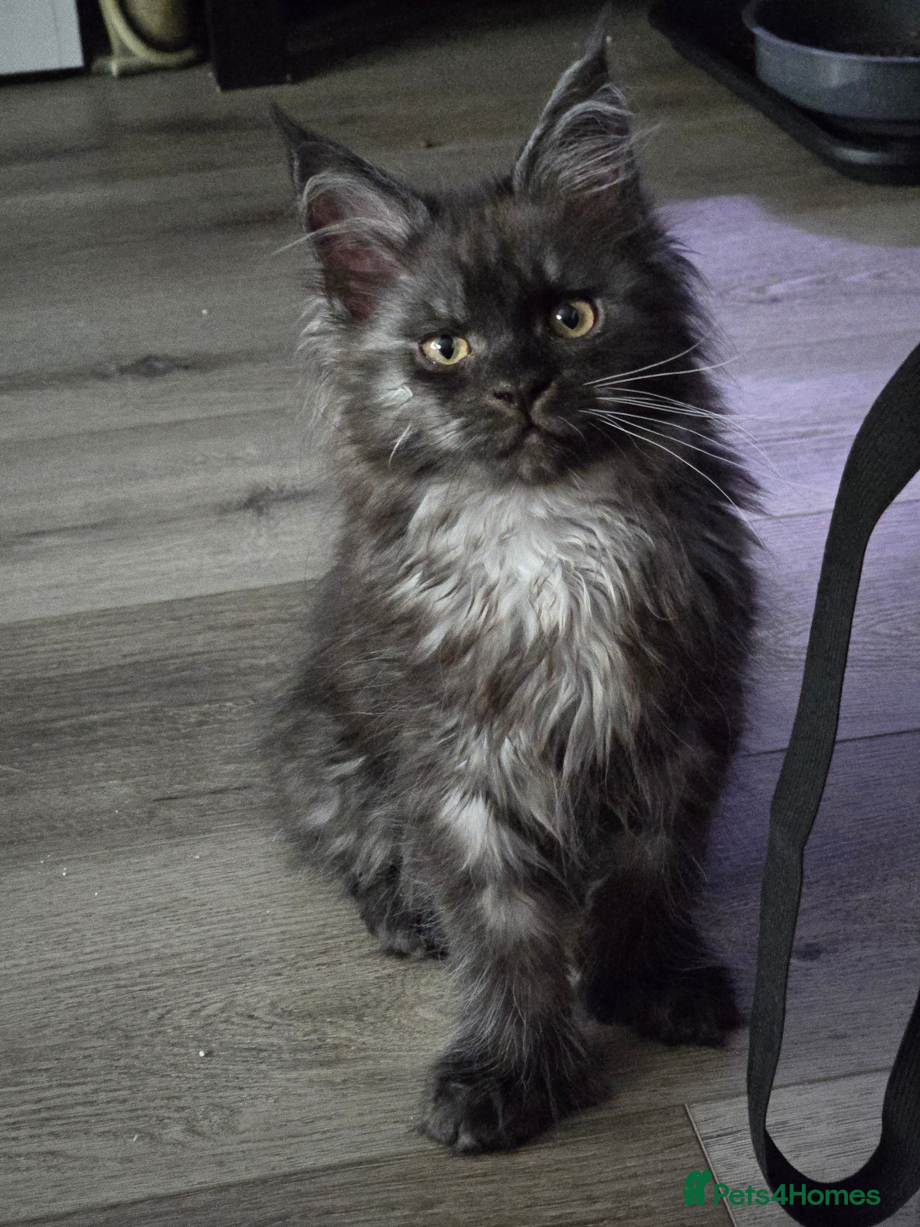 Maine Coon cats ✨✨ blk smoke F 6666 MC TiCA REG Poss active - Advert 5