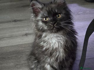 Maine Coon cats ✨✨ blk smoke F 6666 MC TiCA REG Poss active - Advert 7