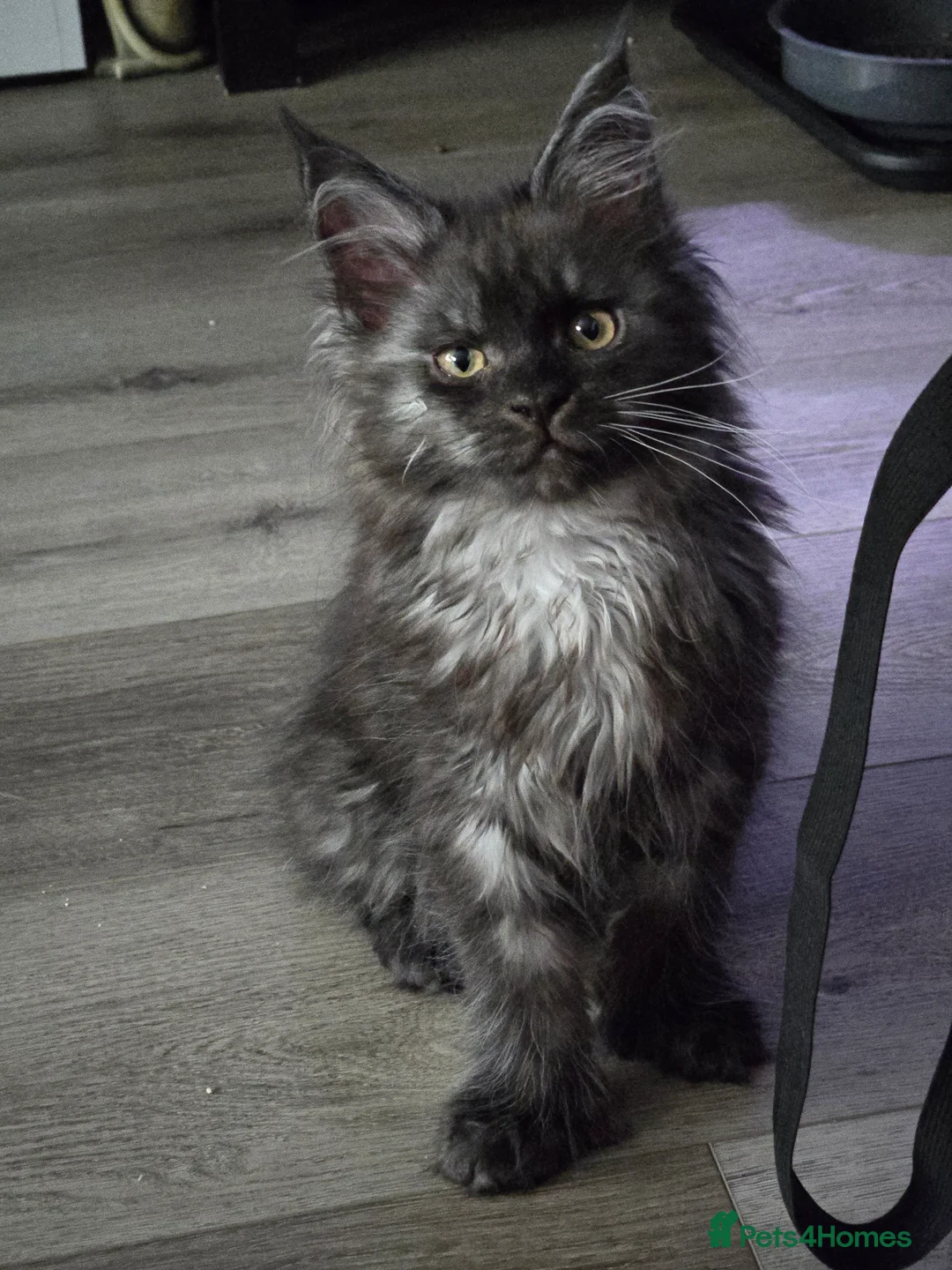 Maine Coon cats for sale: ✨✨ blk smoke F 6666 MC TiCA REG Poss active - Advert 1