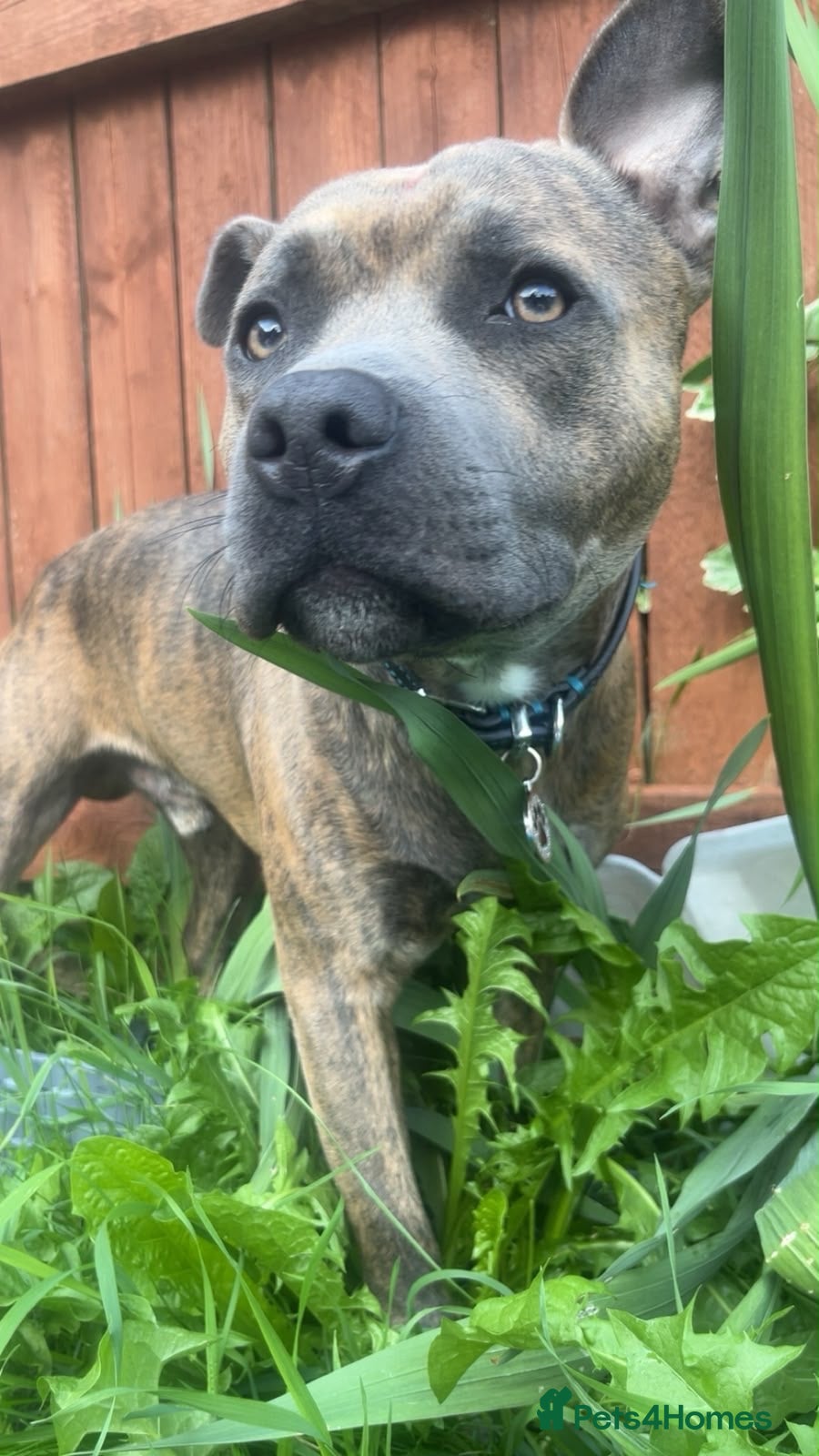 Mixed Breed dogs for sale: Mixed breed staffy needs rehoming  - Advert 4