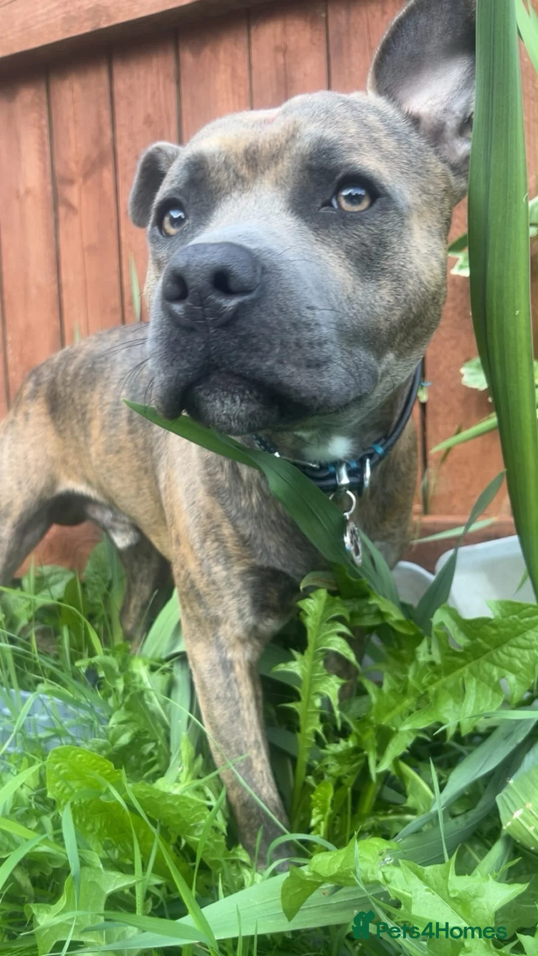 Mixed Breed dogs for sale: Mixed breed staffy needs rehoming  in Bolton - Advert 1