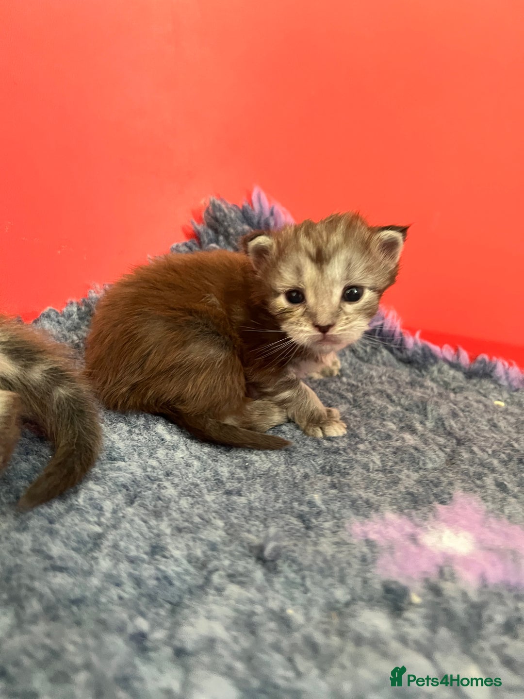 Maine Coon cats for sale: Polydactyl Maine Coon Kittens! - Advert 17
