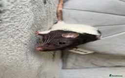 Rat rodents for sale: Pair of 4 month old female rats - Image 9