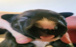 English Bull Terrier dogs for sale: ENGLISH BULL TERRIER,LITTER DUE 8TH OCTOBER  - Image 22