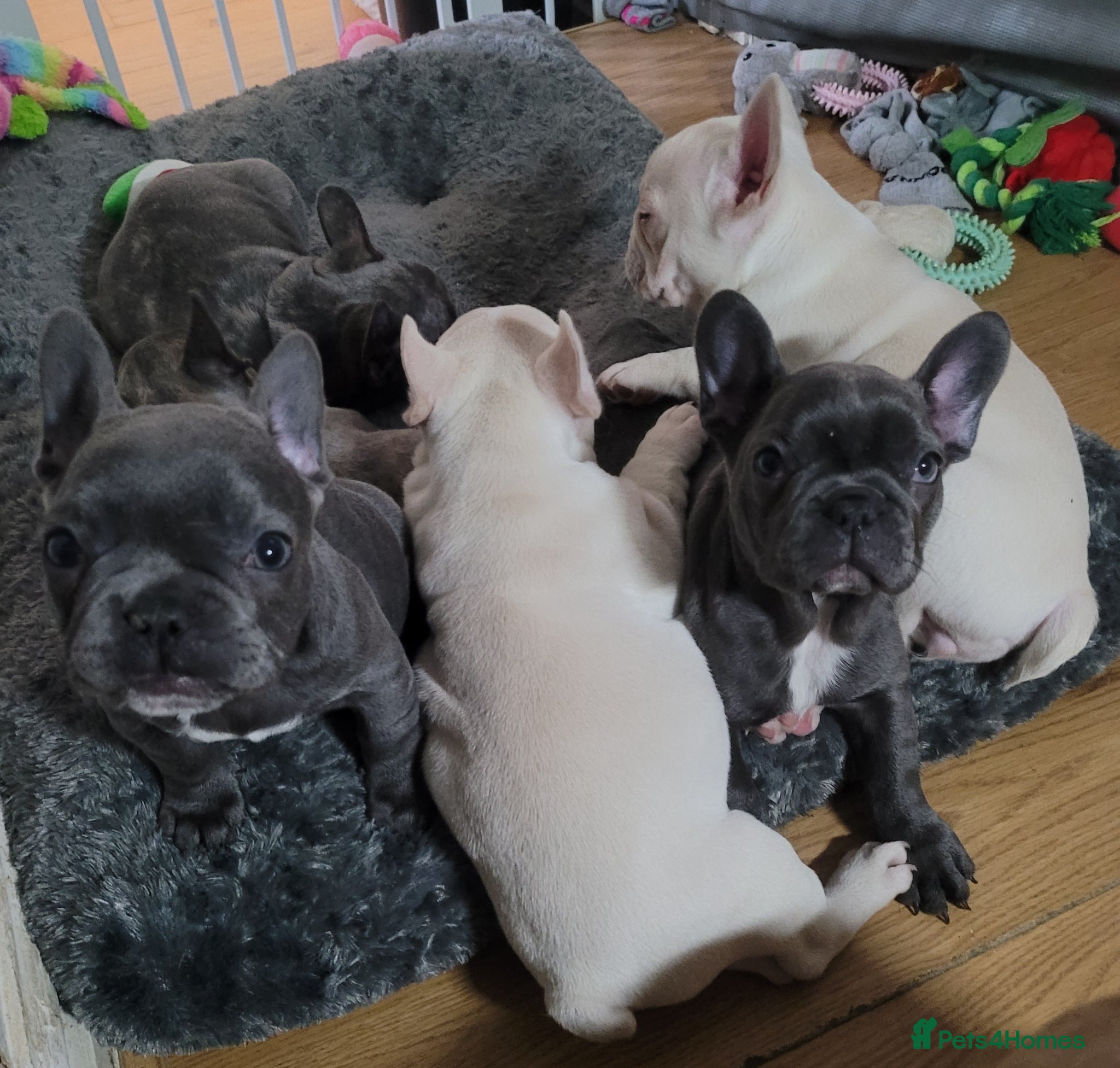 French Bulldog dogs Frenchie babies - Advert 1