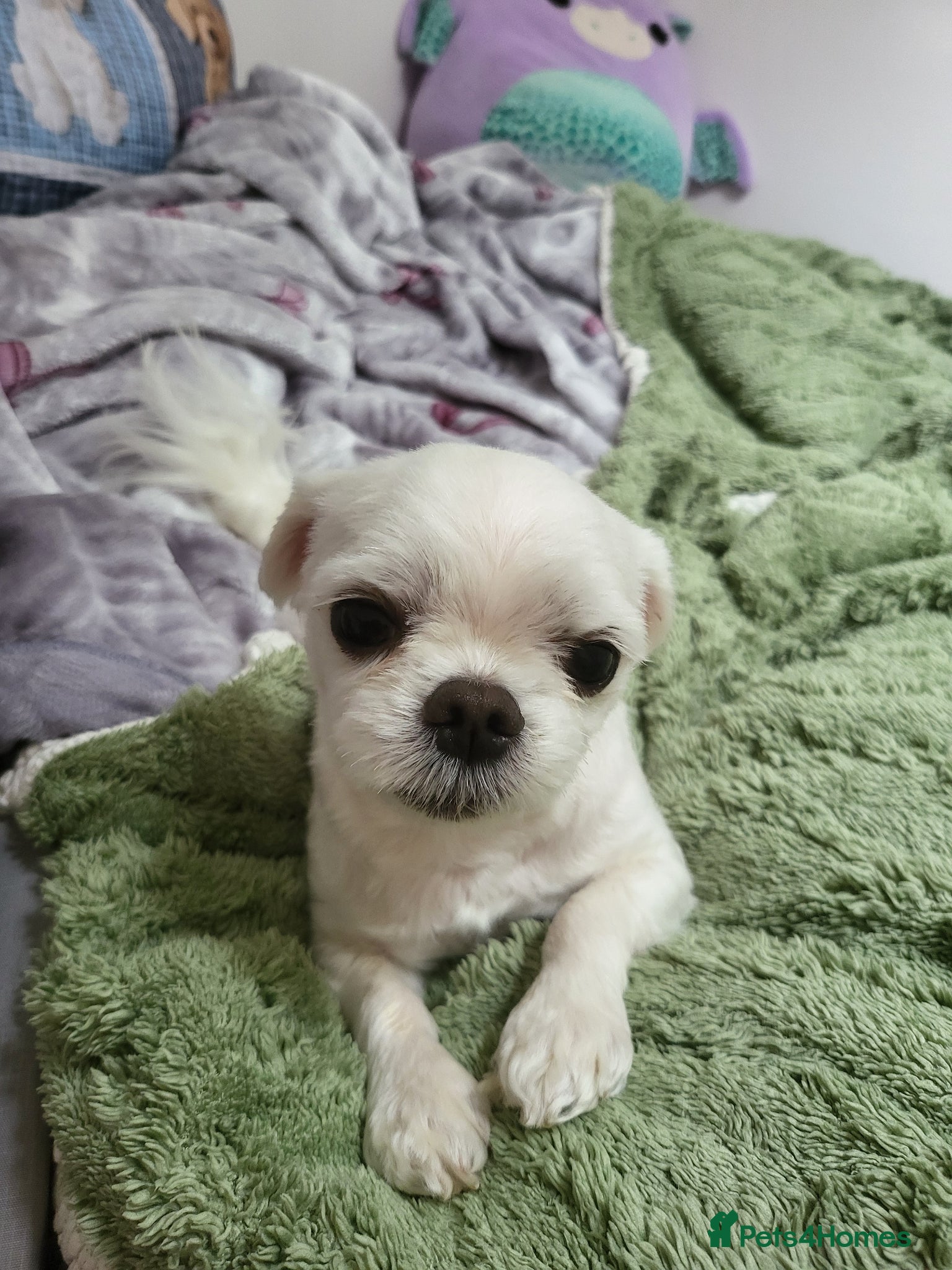 Bichon Frise dogs for sale: Korean Bison very small boy. - Advert 14