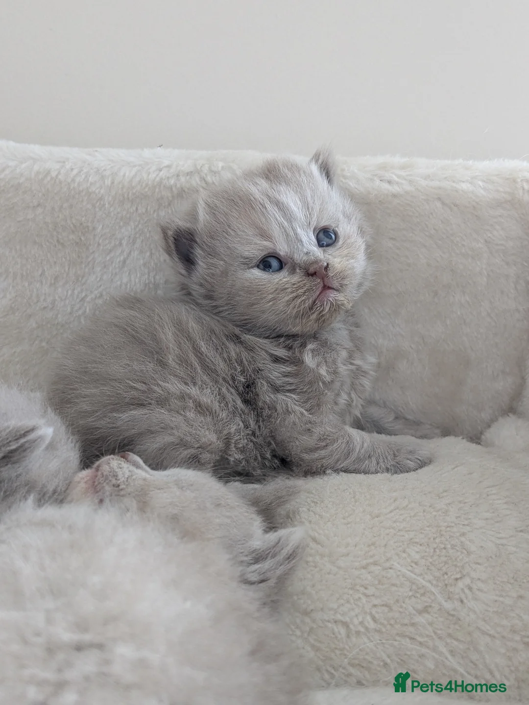 British Shorthair cats for sale: GCCF registered British Shorthair Kittens - Advert 13