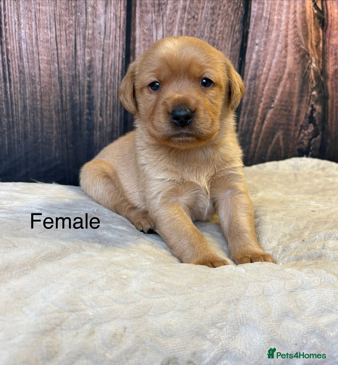 Labrador Retriever dogs for sale: Outstanding Chunky Labradors Puppies 🐶  - Advert 7