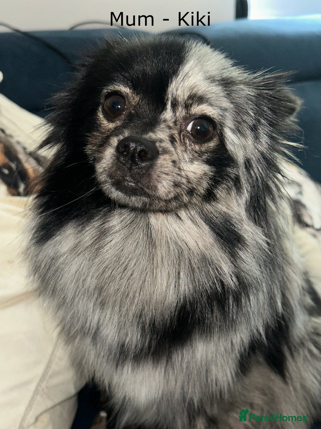 Pomeranian dogs for sale: Beautiful Poms ready 13th September - Image 5