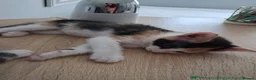 Mixed Breed cats for adoption: Gorgeous kitten Bo looking for forever home - Advert 6