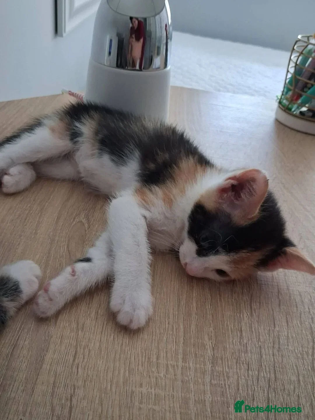 Mixed Breed cats for adoption: Gorgeous kitten Bo looking for forever home - Advert 6
