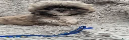 Shih Tzu dogs for sale: Stunning Shih Tzu puppies  in Broseley - Advert 12