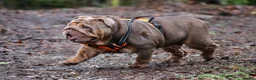 English Bulldog dogs for stud: Now proven English Bulldog at stud - Advert 32