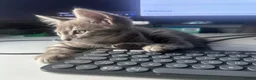 Domestic Shorthair cats for sale: 2 beautiful kittens looking for a loving home 🫶. - Advert 2
