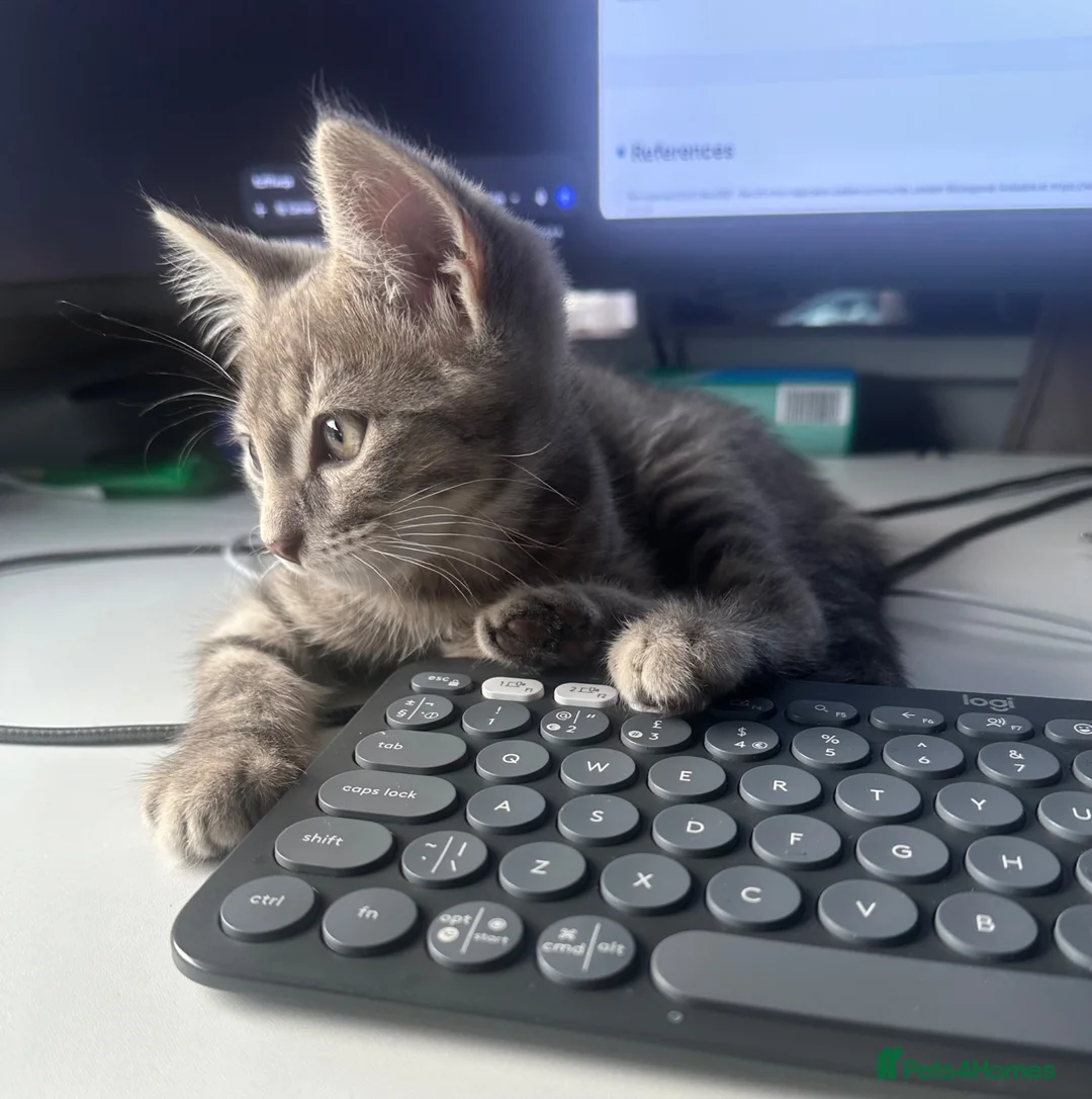 Domestic Shorthair cats for sale: 2 beautiful kittens looking for a loving home 🫶. - Advert 2