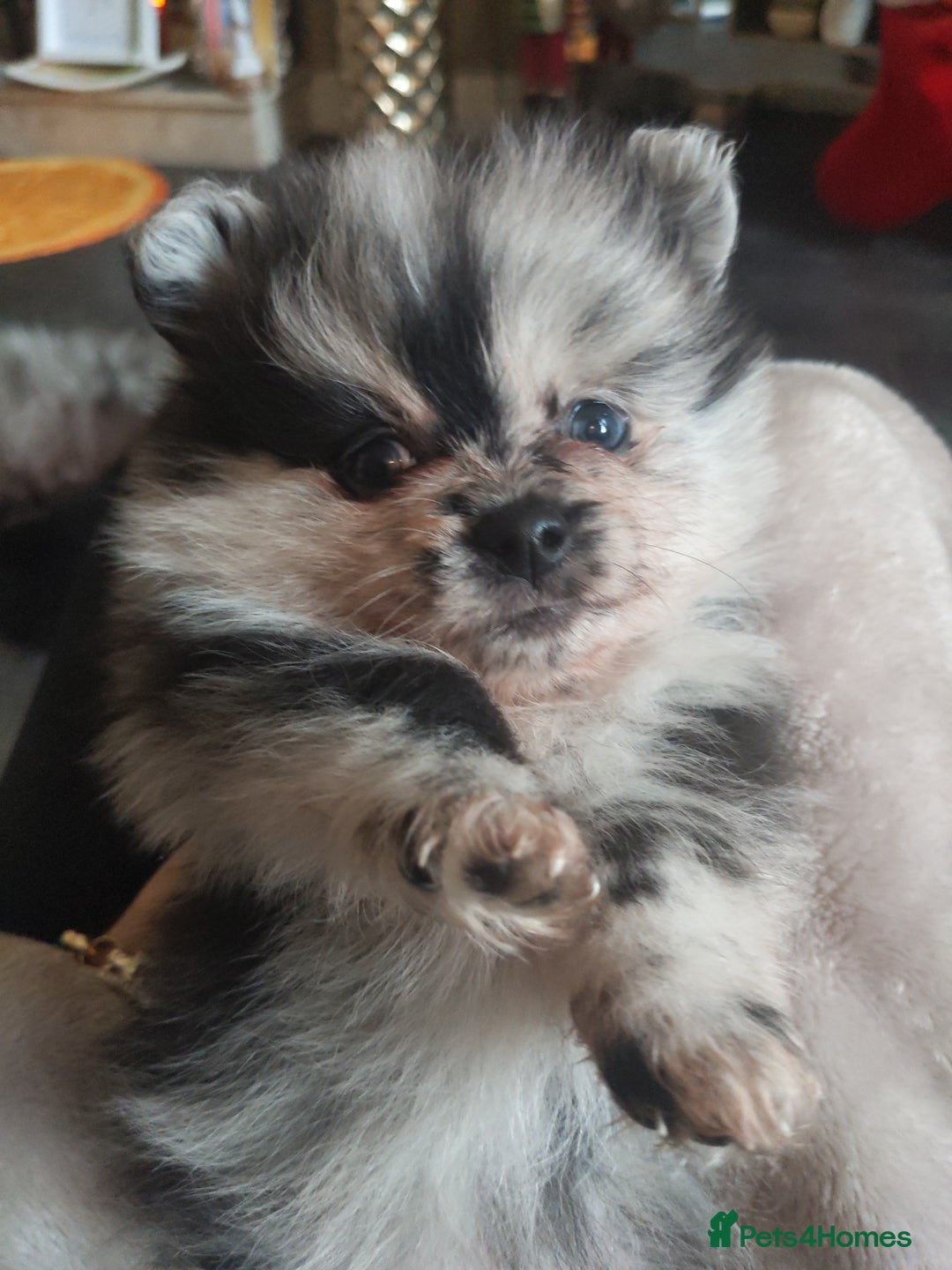 Pomeranian dogs for sale: Pomarian puppies for sale  - Advert 8