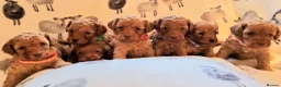 Cavapoo dogs for stud: F1B Cavapoo Stud Dog🐾 - Advert 16