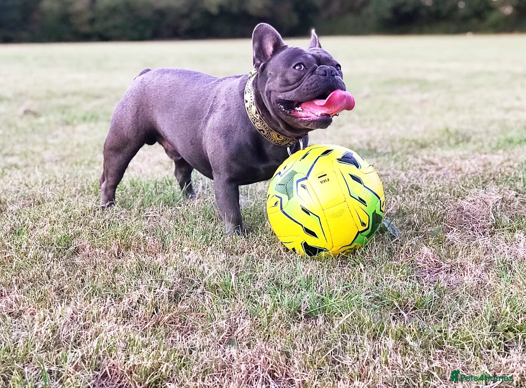 French Bulldog dogs for stud: Blue french bulldog stud boy package deal in Basildon - Advert 5