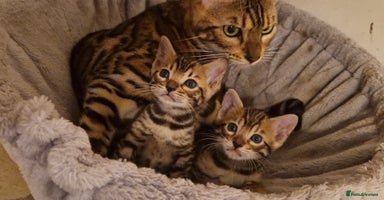 Bengal cats - Advert 2