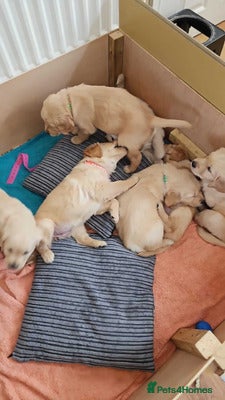 Golden Retriever dogs KC Goldie Pups bred by K9 Trainer & Behaviourist in Newport - Advert 1