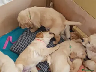Golden Retriever dogs KC Goldie Pups bred by K9 Trainer & Behaviourist in Newport - Advert 1