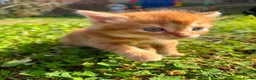 Mixed Breed cats for sale: Three baby girl kittens unexpected  in Durham - Advert 4