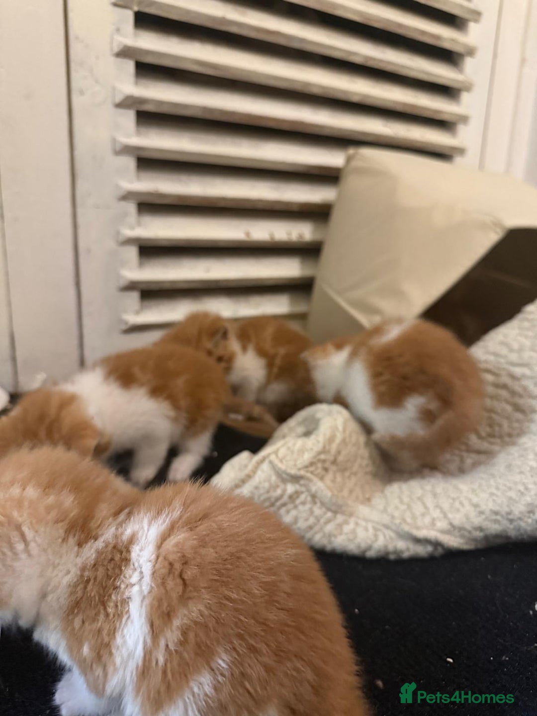 Mixed Breed cats for sale: 5 KITTENS IN SEARCH OF THEIR FOREVER HOMES  - Advert 8