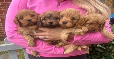 Cavapoo dogs - Advert 16