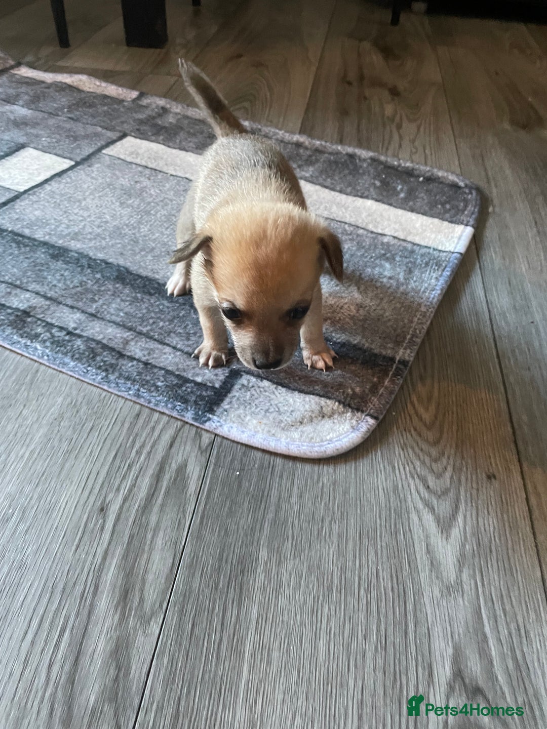 Miniature Pinscher dogs for sale: Miniature pinscher puppys - Advert 16