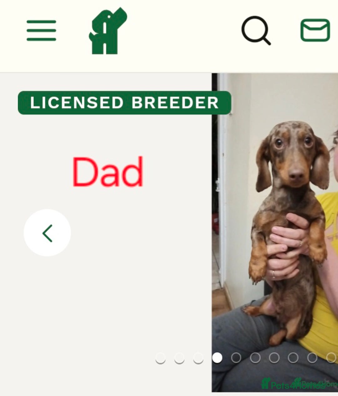 Miniature Dachshund dogs for sale: Female Dachshund Puppies - Image 3