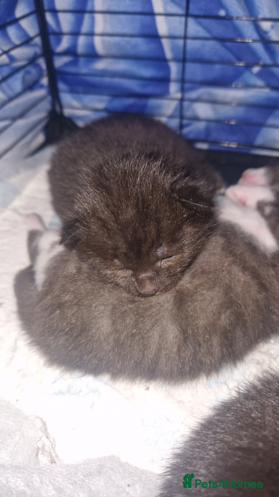 Mixed Breed cats for sale: 3 fluffy Kittens for sale  - Advert 2