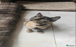 British Shorthair cats for sale: Stunning British Shorthair Kittens Ready Now! - Image 2