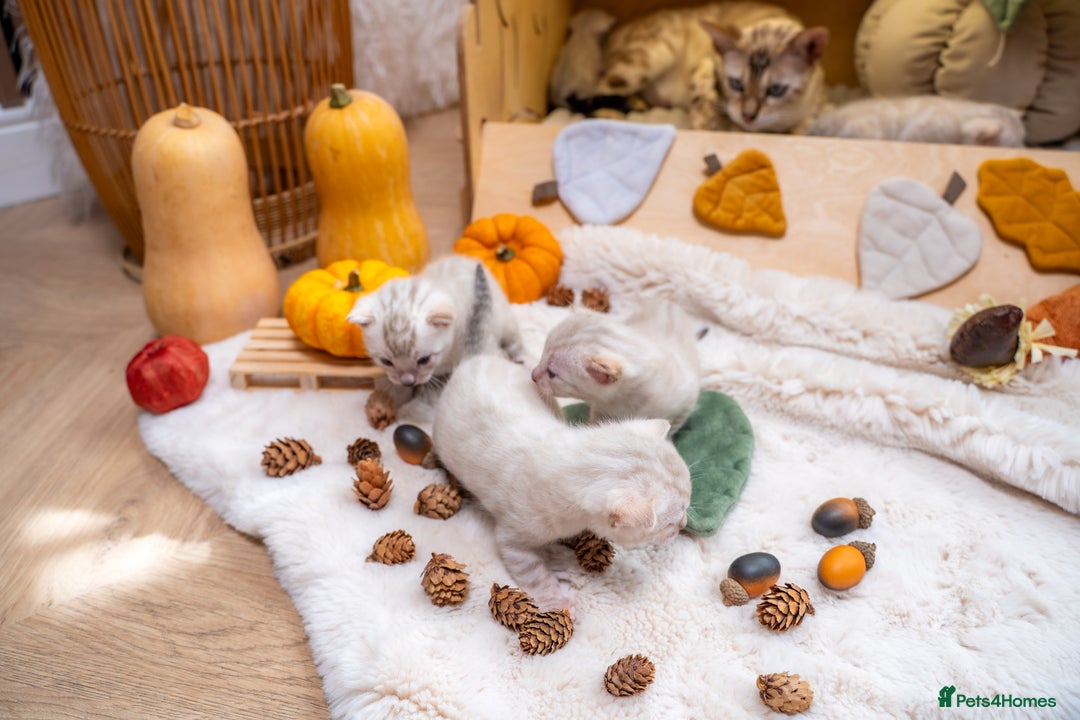 Bengal cats for sale: Pure Snow Bengals-TICA champions pedigree-Stunning - Image 24
