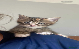 Mixed Breed cats for sale: Tabby kittens  - Image 2