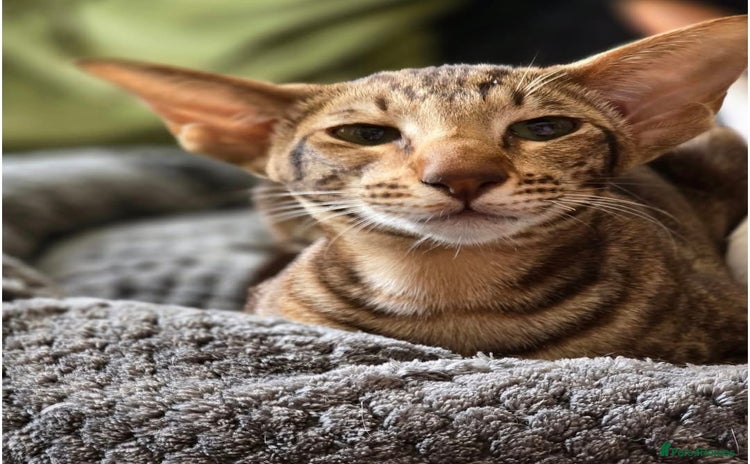 Oriental cats - Advert 15