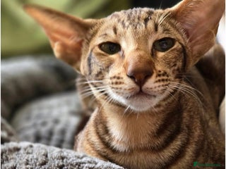 Oriental cats - Advert 1