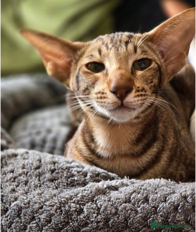 Oriental cats - Advert 1