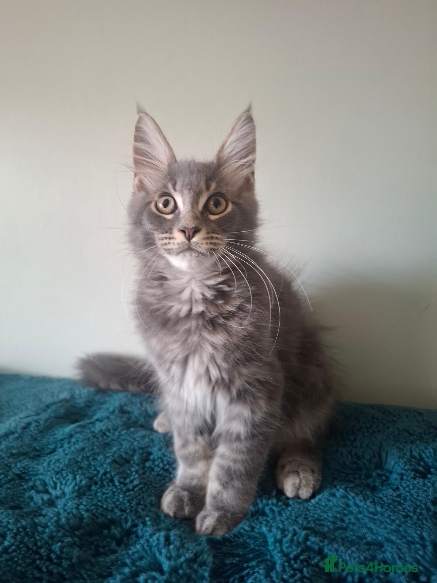 Maine Coon cats Tica registered Maine coon boy - Advert 1