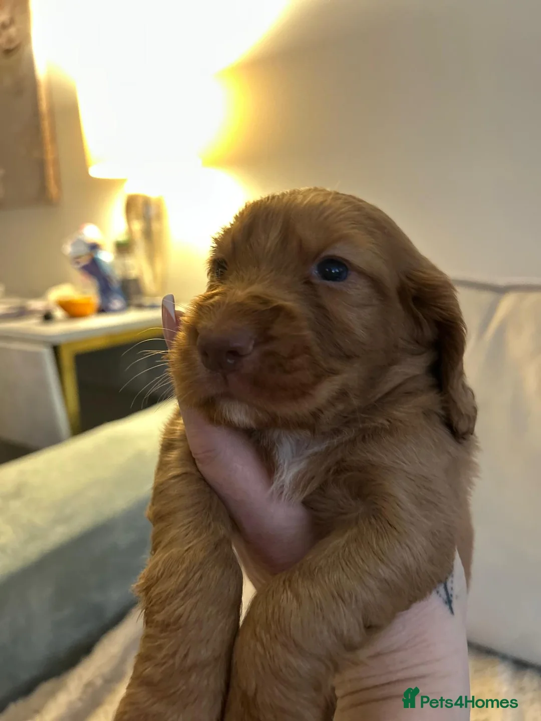 Cocker Spaniel dogs for sale: Working cocker spaniel puppies  - Advert 34